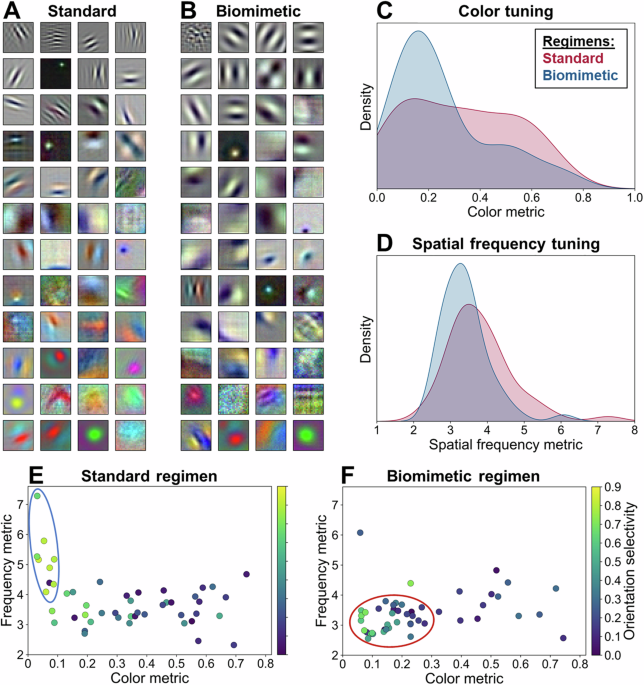 CommsBio's tweet image. Potential role of developmental experience in the emergence of the parvo-magno distinction: Communications Biology, Published online: 03 July 2025; doi:10.1038/s42003-025-08382-4Developmentally-driven computational modeling study suggests that early… nature.com/articles/s4200…