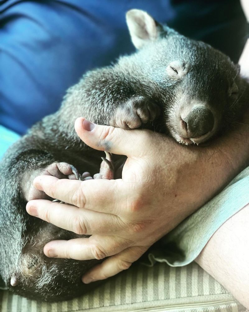 wombatwalking's tweet image. When someone says that wombats can be a handful this is what they should mean, right? #WombatWednesday.
@millyfromoz @Miezebiene @madridnantes @PuddlesO @kirstym53
@scruffkit
@JoyceTurkington
@AmbassacatBXL
@Eliot01375004