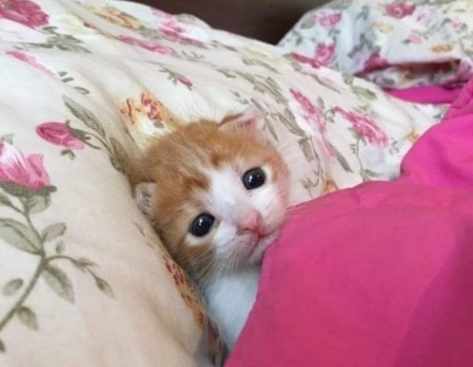 🐶멍!규🐶 tweet media