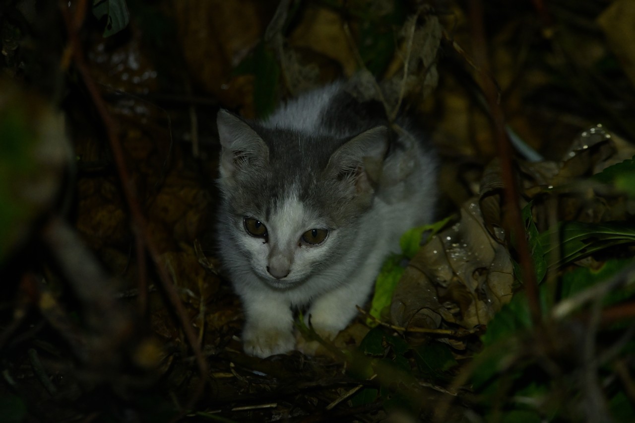 猫の写真 chiha on X: 