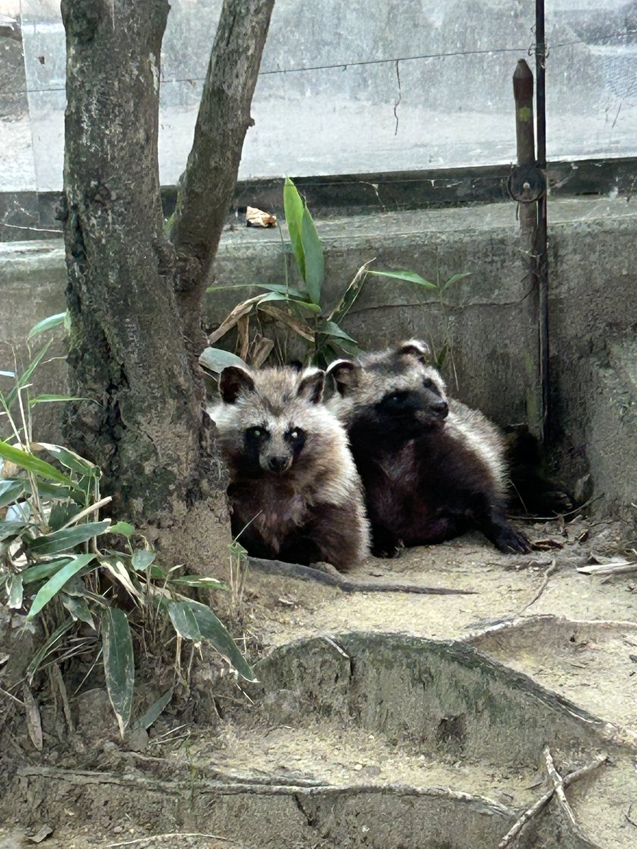 R19088156's tweet image. 開眼(✪_✪)🌟

#時代はホンドタヌキ
#育三郎
#ミツキ
#八木山動物公園