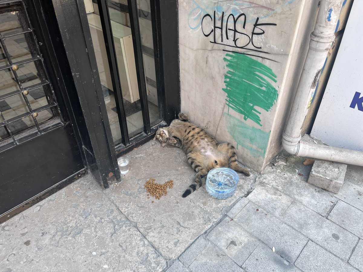 ehveniseri's tweet image. Evet
