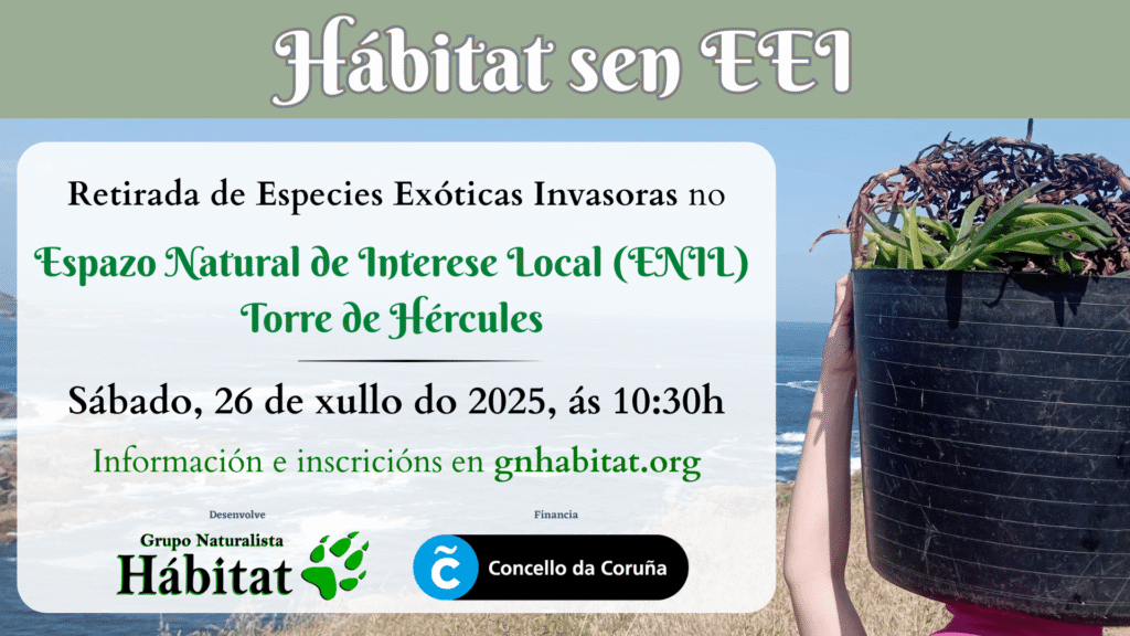 gn_habitat's tweet image. 🔊 Este sábado seguiremos avanzando no proceso de recuperación ambiental do Espazo Natural de Interese Local (ENIL) @torrehercules , cunha nova actividade de retirada de especies invasoras. Contamos contigo 💪
Info e inscricións ▶️ bit.ly/4kW4iEV
@CorunaSostible
