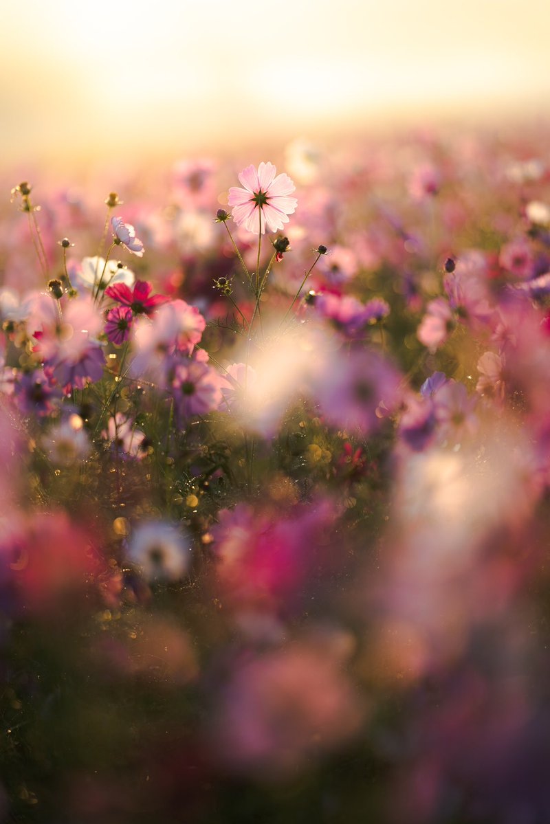 yukki_hikara's tweet image. #愛用レンズを画像付きで布教する

最強の花レンズといえば
FE135mm f1.8