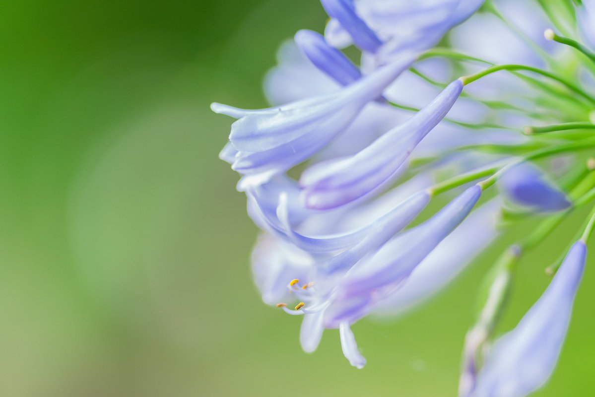 yukki_hikara's tweet image. #愛用レンズを画像付きで布教する

最強の花レンズといえば
FE135mm f1.8