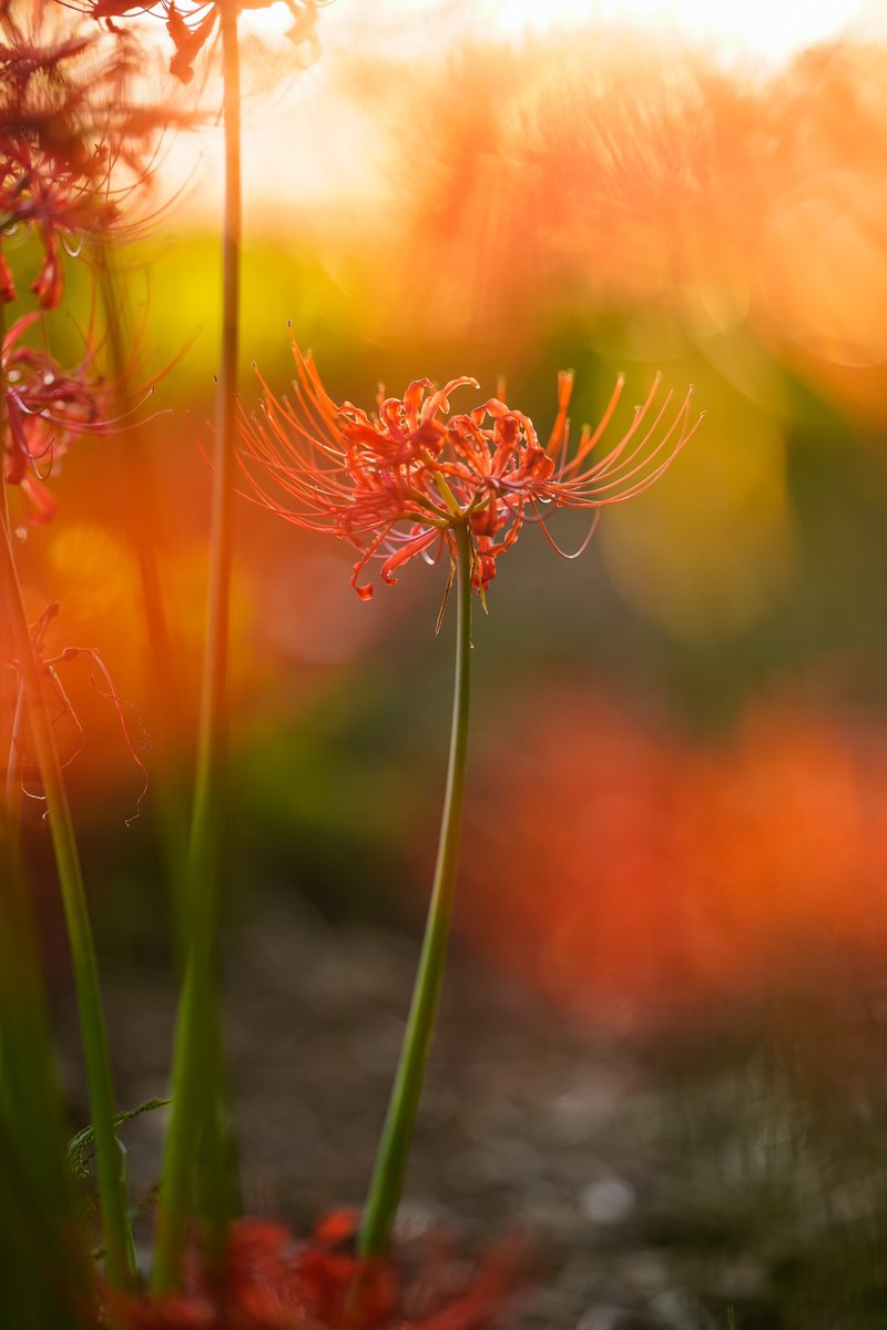 yukki_hikara's tweet image. #愛用レンズを画像付きで布教する

最強の花レンズといえば
FE135mm f1.8