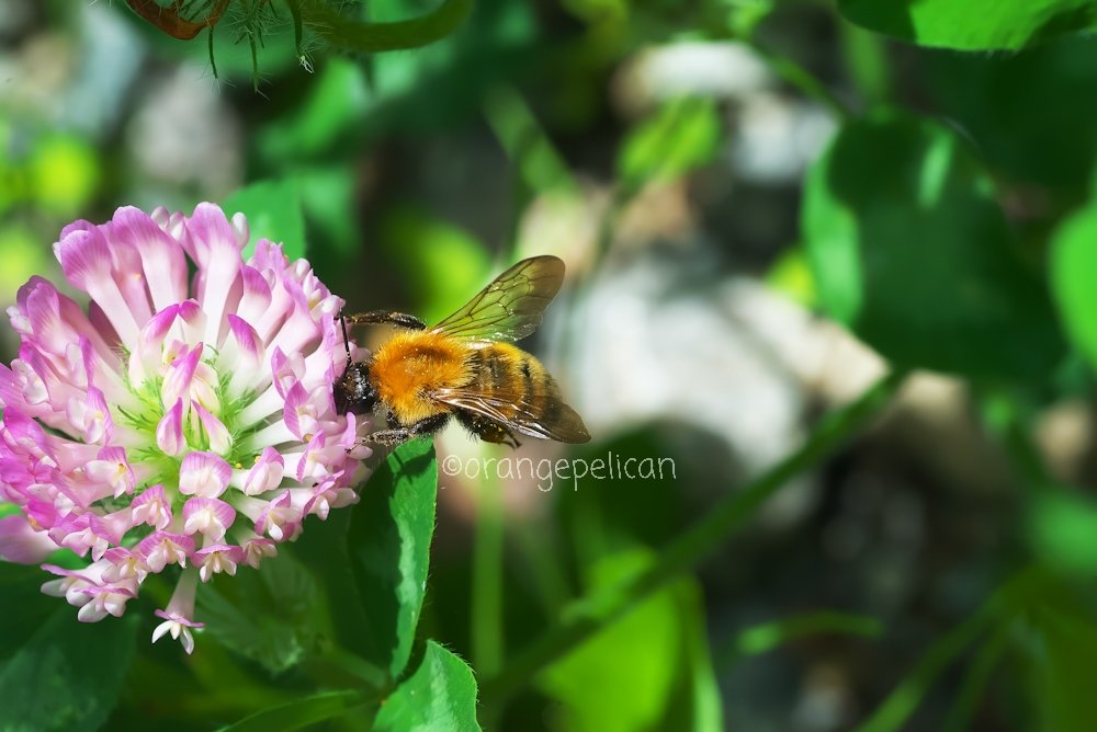 こちらは色鮮やかなトラマルらしいトラマルハナバチ。ヒメ、ナガ、ミヤマに混ざっても埋もれない鮮やかさ。
Bombus diversus