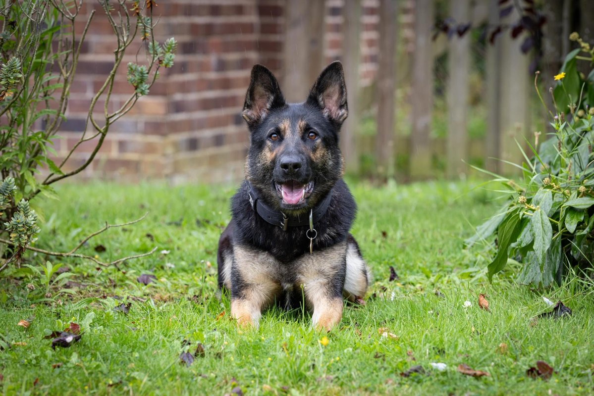 Mersey Police Dogs (@merpoldogs) on Twitter photo A stolen e-bike was pursued for 45 minutes with <a href="/NPASNorthWest/">NPAS North West Region</a> overhead. With the rider seen disappearing into woodland. In goes PD Zara โ who finds the abandoned bike, then the riderโs jacketโฆ and finally, the rider himself. No hiding from that nose. #PDZara #Teamwork A stolen e-bike was pursued for 45 minutes with <a href="/NPASNorthWest/">NPAS North West Region</a> overhead. With the rider seen disappearing into woodland. In goes PD Zara โ who finds the abandoned bike, then the riderโs jacketโฆ and finally, the rider himself. No hiding from that nose. #PDZara #Teamwork