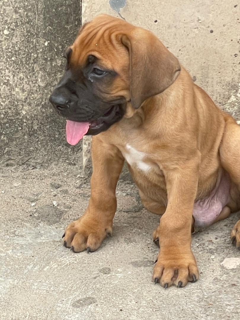 hauseofknights's tweet image. This lovely Male Boerboel Pup is looking for a deserving home to continue his life. If you are up for it $$, hit me up for more info.