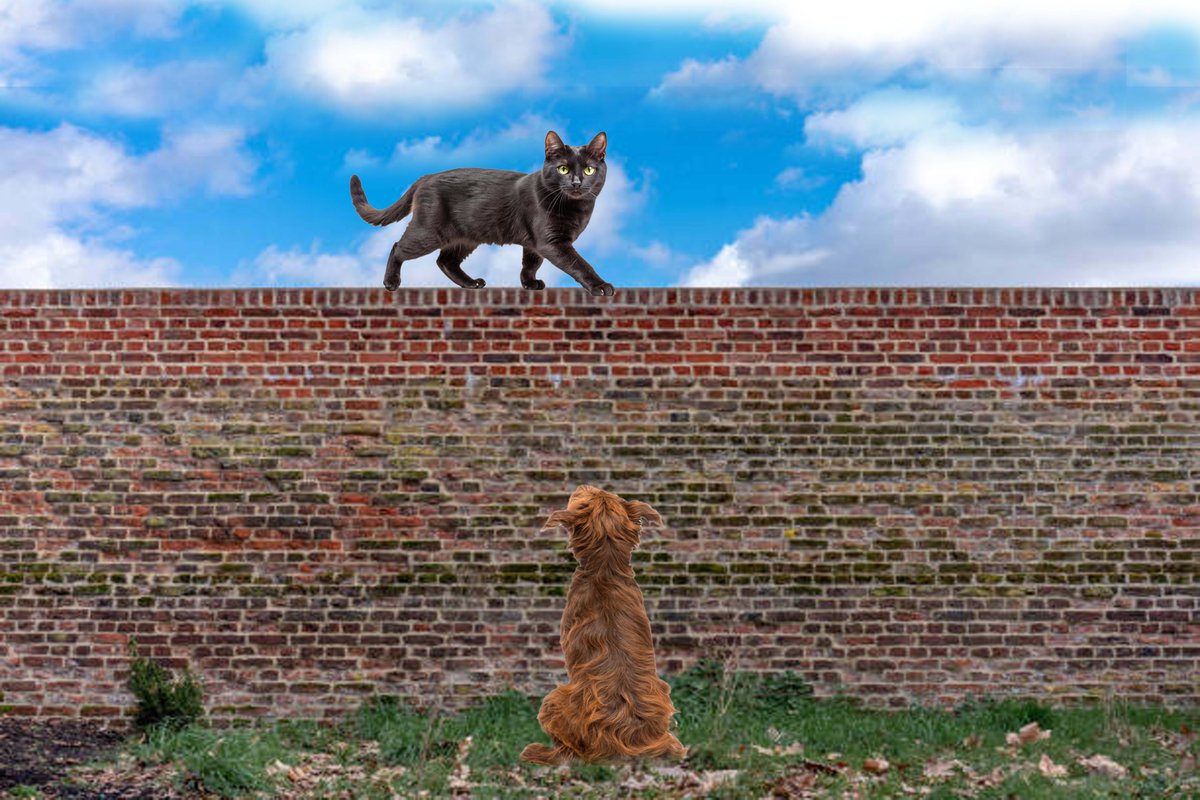 wellbeingpixels's tweet image. Lucky Black Cat
#CatsOfTwitter #CatsOfX #cats #humour #cartoons #satire #meme #art #digitalart #WednesdayMotivation #Wednesdayvibe #wellbeing #pets