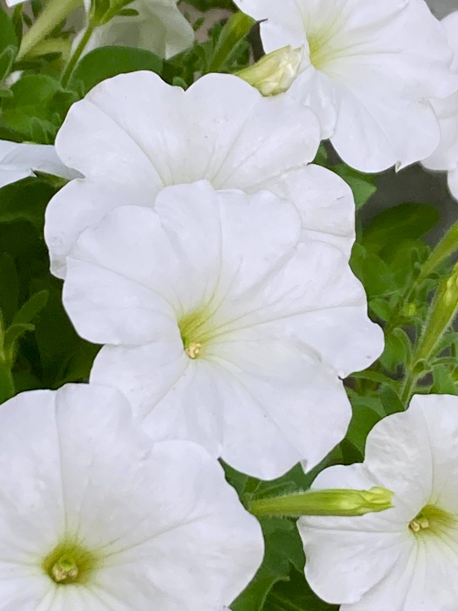 homoremore's tweet image. こんばんは。