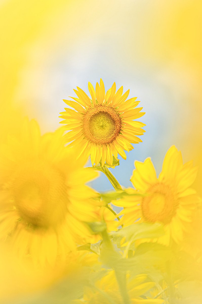 knight_amg's tweet image. ひまわり色に包まれて…🌻