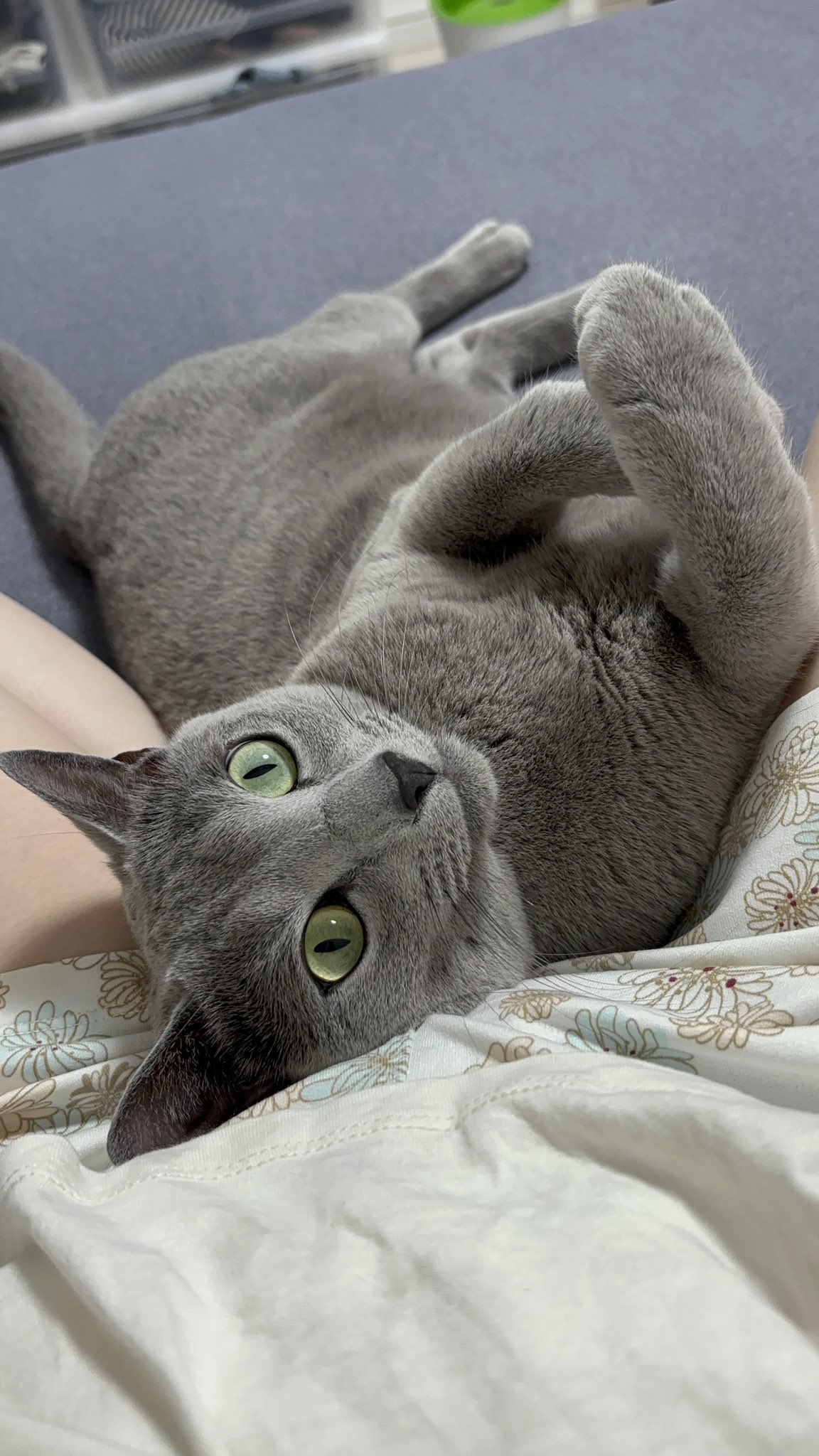 かなめ (@kaname4444444) / X