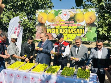 Buharkent’te İncir İlk Hasadı Gerçekleşti