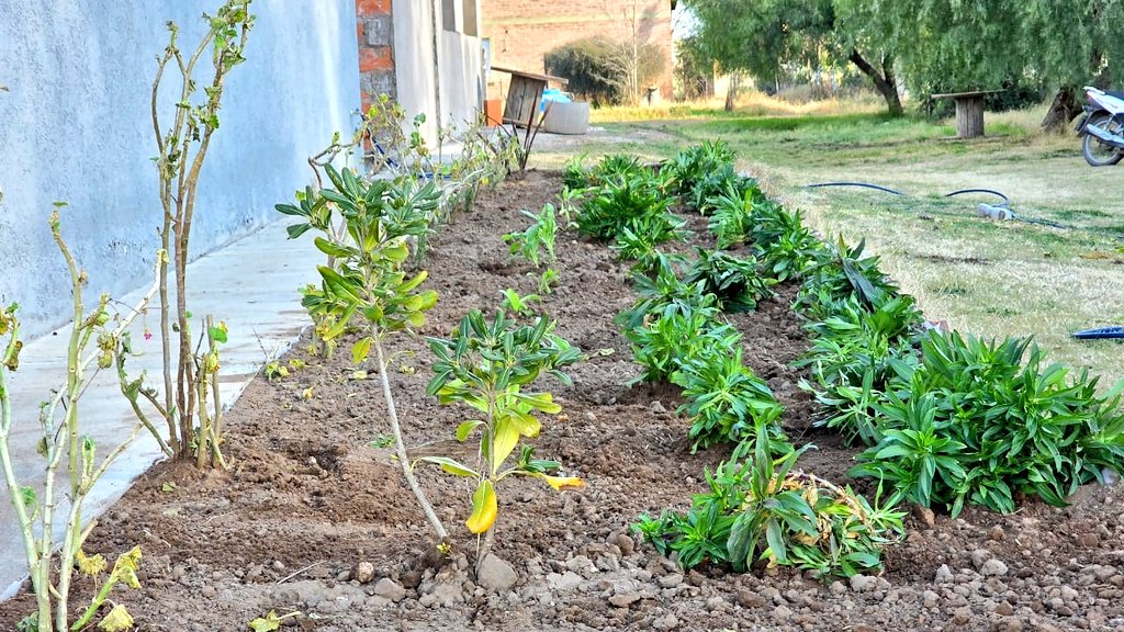 Val_Fabian's tweet photo. 🌿✨Una hermosa Jornada de trabajo en #Apadea.

🧹 Limpieza, relleno y 🌱 trasplante en un cantero de 10x2 junto a equipo y los chicos del Centro.
🌼 Trasplantamos aromáticas y ornamentales (ambas especies de produccion propia del equipo de #HuertasDeLaCiudad🌱 del @MunicipioBahia) para transformar el espacio con verde🌿, color y vida.

💪 Gracias a quienes se suman con compromiso y corazón.
♻️ Sustentabilidad, 🤝 inclusión y trabajo compartido, y el compromiso firme de volver siempre, como nos pide @fsusbielles, para seguir haciendo, construyendo y trabajando juntos.

#EnEquipo🙌
#LaGestionCerca💫