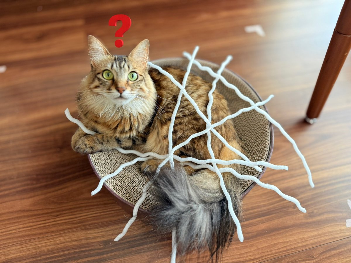 にゃとぴ (@nat0pi) on Twitter photo 