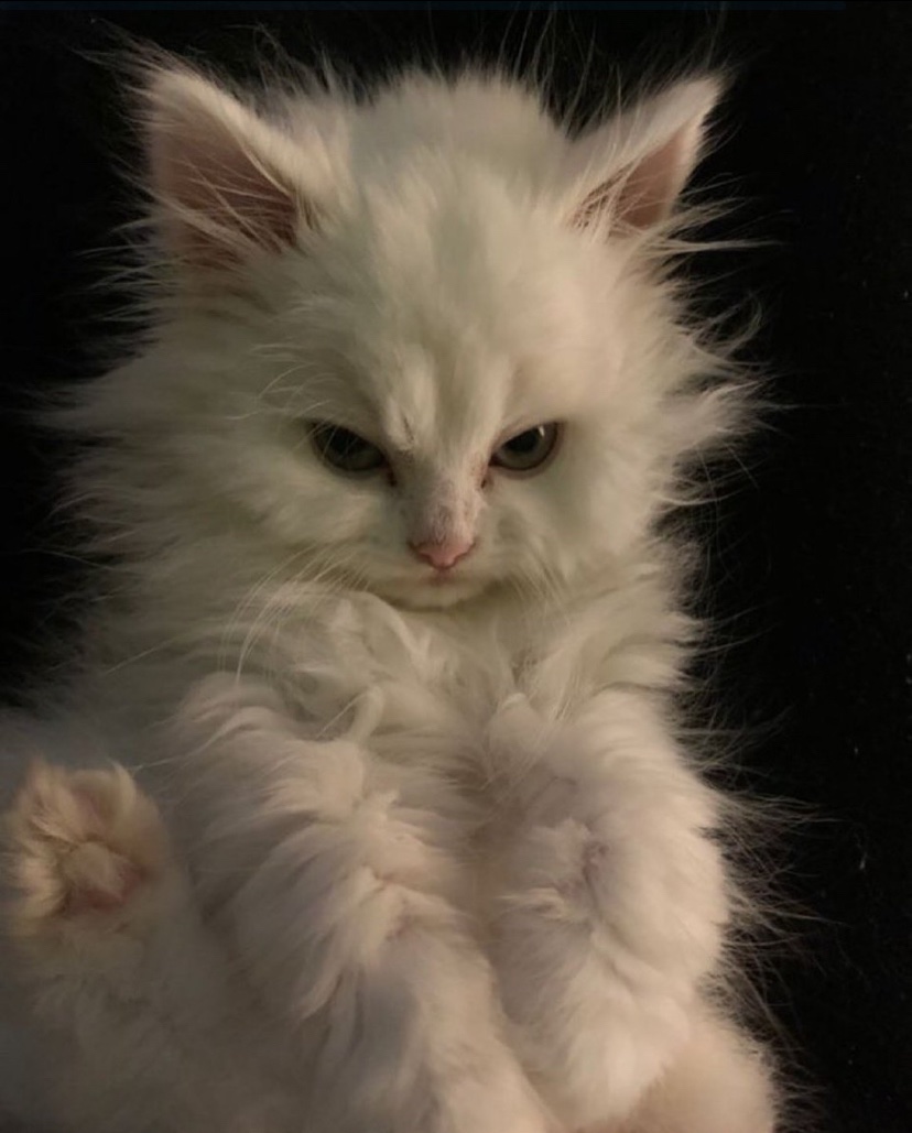 catshealdeprsn's tweet image. 