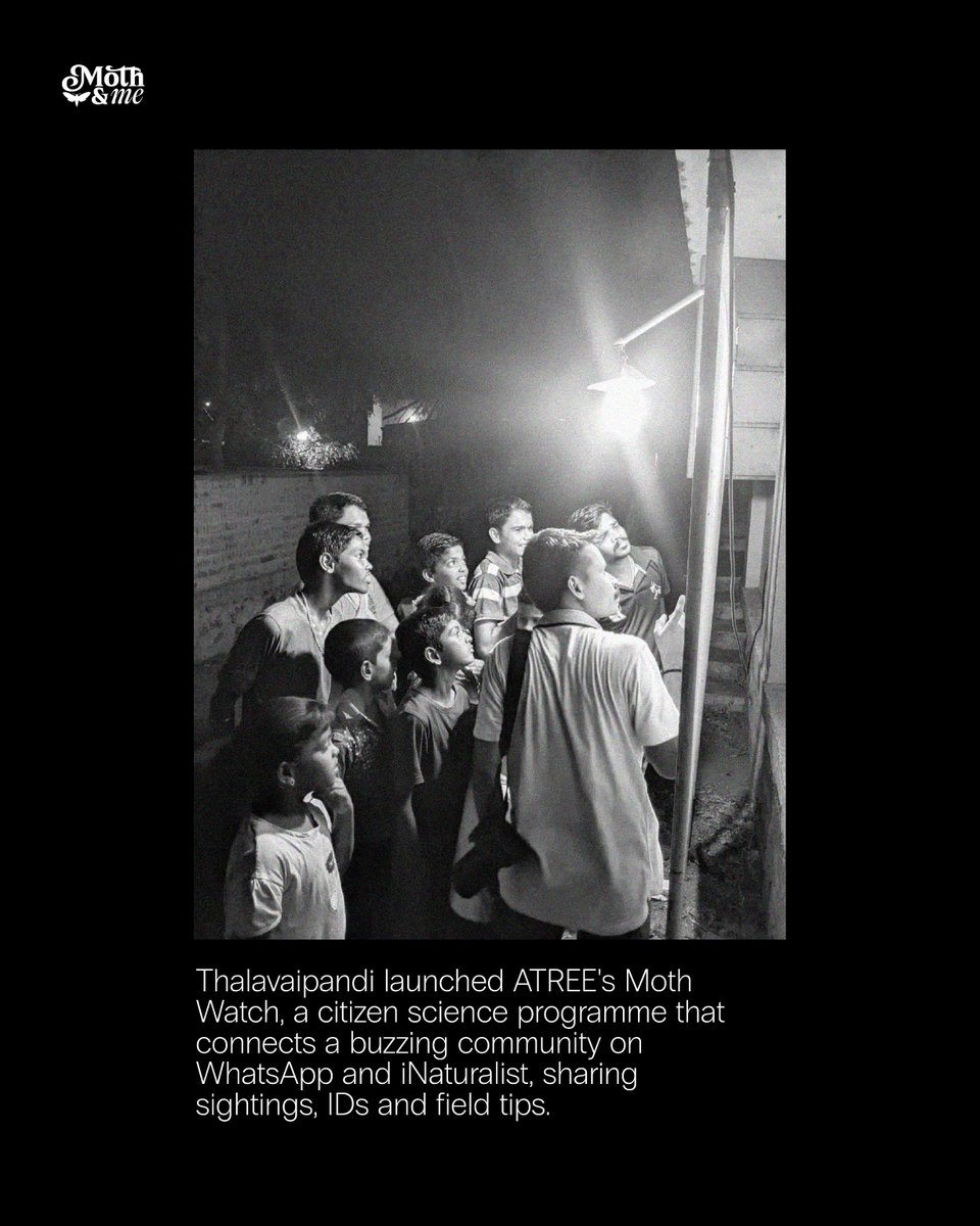 atree_org's tweet image. Thalavaipandi credits the rediscovery of Mimeusemia ceylonica Hampson,1893 to a long-term monitoring study of moths conducted once every month at the Agasthyamalai Community Conservation Centre, highlighting the importance of such studies.
 
The ATREE Moth Watch and his other…