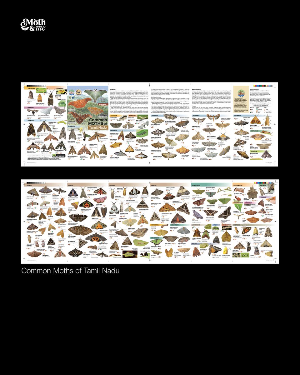 atree_org's tweet image. Thalavaipandi credits the rediscovery of Mimeusemia ceylonica Hampson,1893 to a long-term monitoring study of moths conducted once every month at the Agasthyamalai Community Conservation Centre, highlighting the importance of such studies.
 
The ATREE Moth Watch and his other…