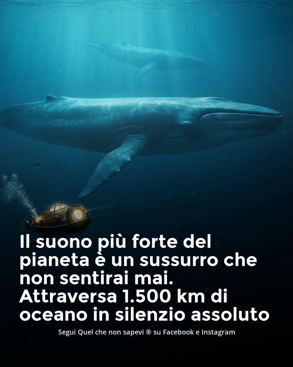 CLAUDIODD5's tweet image. Immaginate un sussurro.
Un suono così debole che a malapena si percepisce.
Ora immaginate che quel sussurro possa attraversare l'oceano, viaggiando per oltre 1.500 km.
Sembra impossibile, ma è esattamente ciò che fa la balenottera azzurra.
Questo gigante gentile non urla, ma…