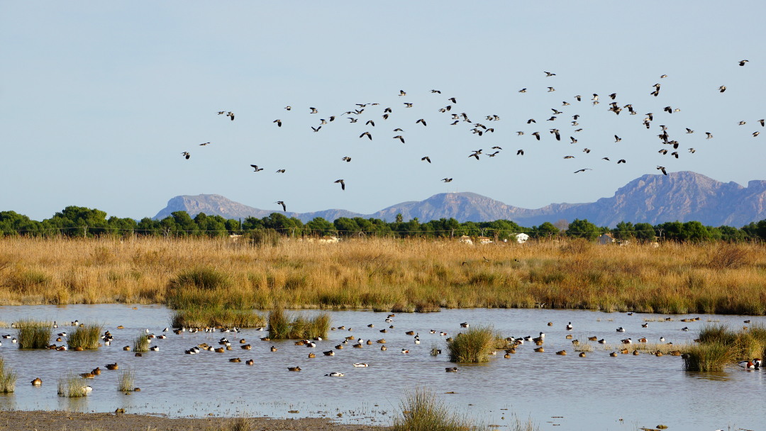SEO_BirdLife's tweet image. ⚠️Deteriorio silencioso de los humedales Ramsar en España.
Con motivo de la celebración de la COP 15, alertamos que el 84% de los humedales españoles no cuenta con información actualizada en sus Fichas Informativas Ramsar (FIR). Es por eso, que señalamos el inclumplimiento de…