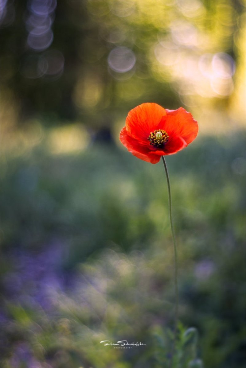 Monica85198503's tweet image. “I am always looking for words of love.
Hate will not save us. Only love.”
~ Svetlana Alexievich
If we can let go of hatred, we will be freer.♡
·
© Sabine Schiebofski