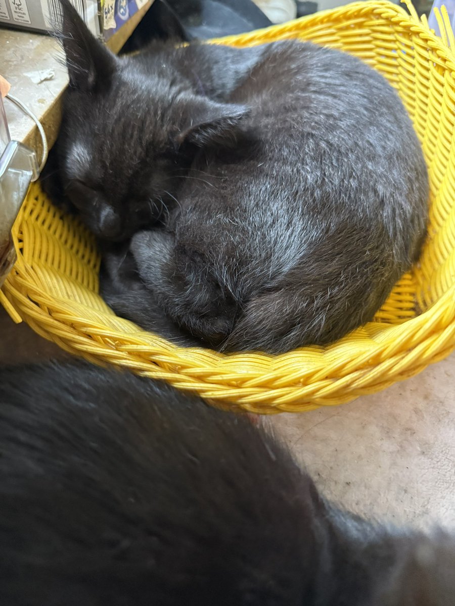 TinkerBell_just's tweet image. Peppa hat das Körbchen in der Küche gefunden 🥰
#nordstadtkatzen
