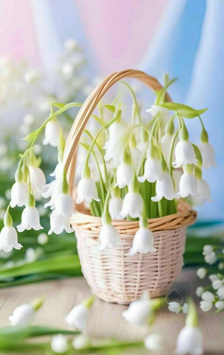 لكل نقي حطّ الرحال هنا
وأمضى إمضاءة وعي وتصالح مع النفس
لكل من مارس الفضيلة فعلًا وفكرًا
كي يعيش على صراط الخير والرحمة
لكِ "ك" ضوع الريحان
وماجاد به قلبي من تبجيل ورقي
يا أشرف من عرفت
وأرفع من تابعت فارتقيت
أعذروني لتقصيري بالرد على تعليقاتكم القيمة
أحبّكم حبّ الورِع لله وللجنة