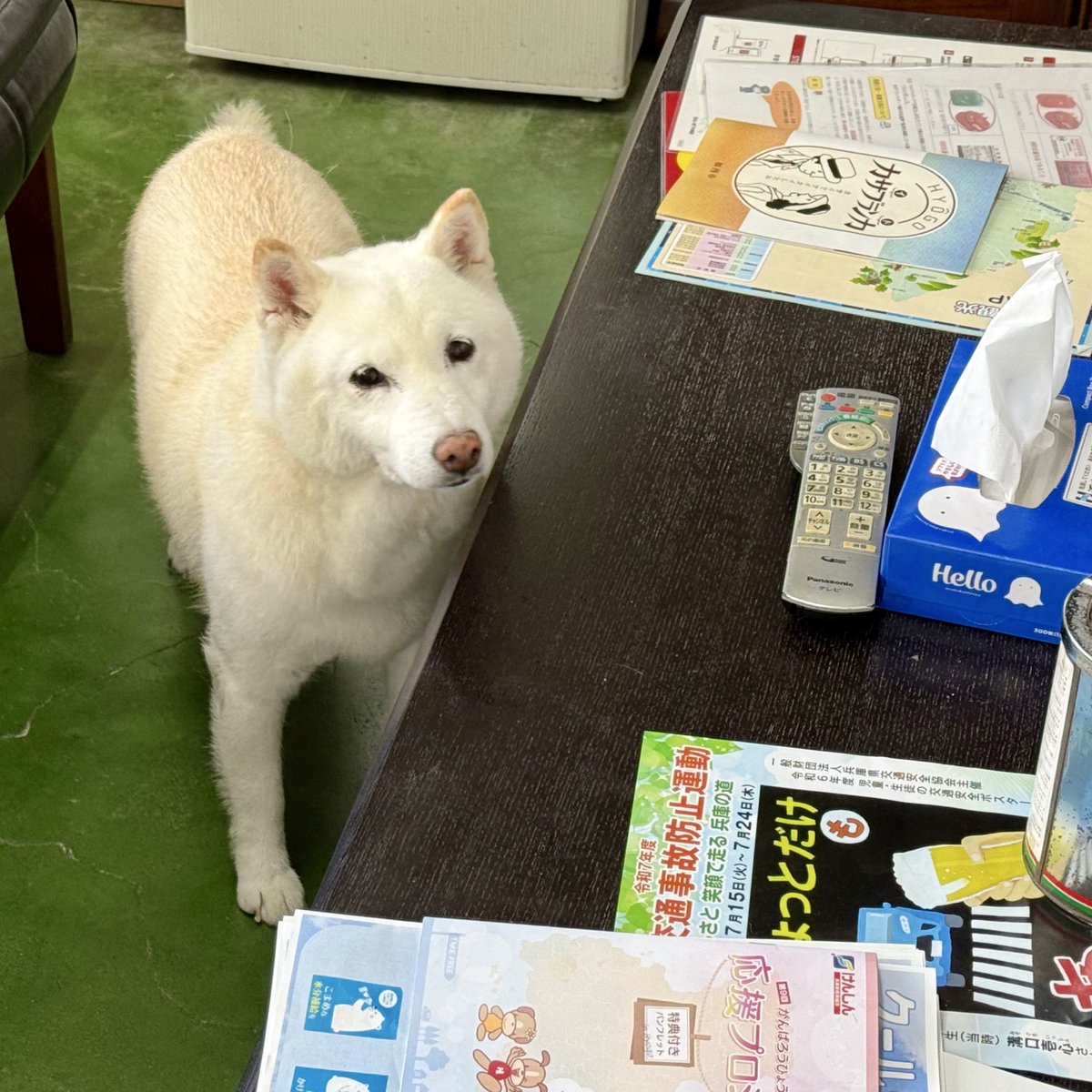 店長「あせかいたら　てぃっしゅ　つこてな」

顔だけ振り向くシリーズ馬に限らず好き
暑い中おもてなしありがとね店長