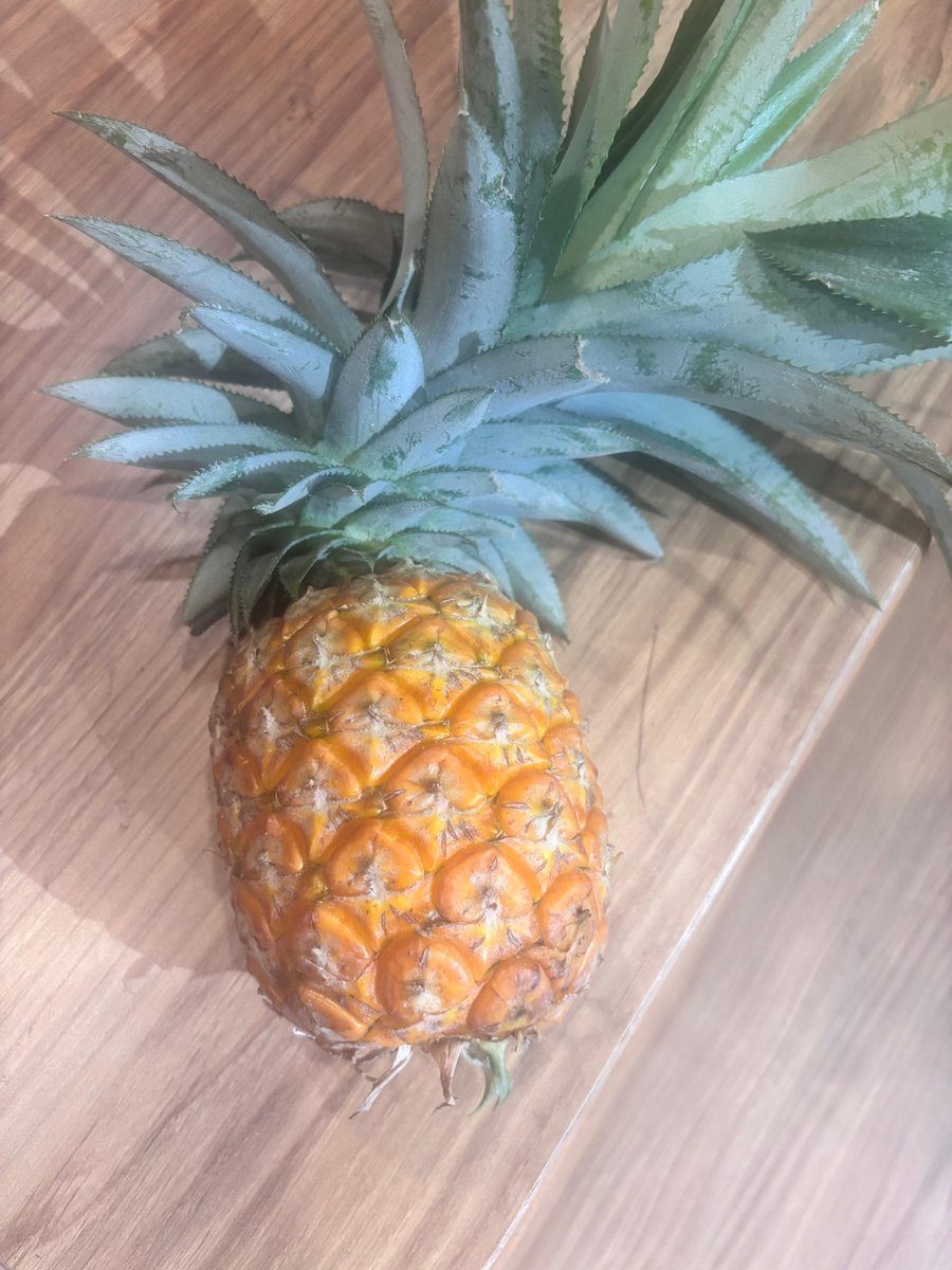 The most magnificent golden pineapple from Meghalaya just arrived in Chandigarh - to place orders, follow us on our channel 

whatsapp.com/channel/0029Vb…

Leave No Farmer Behind #HFN