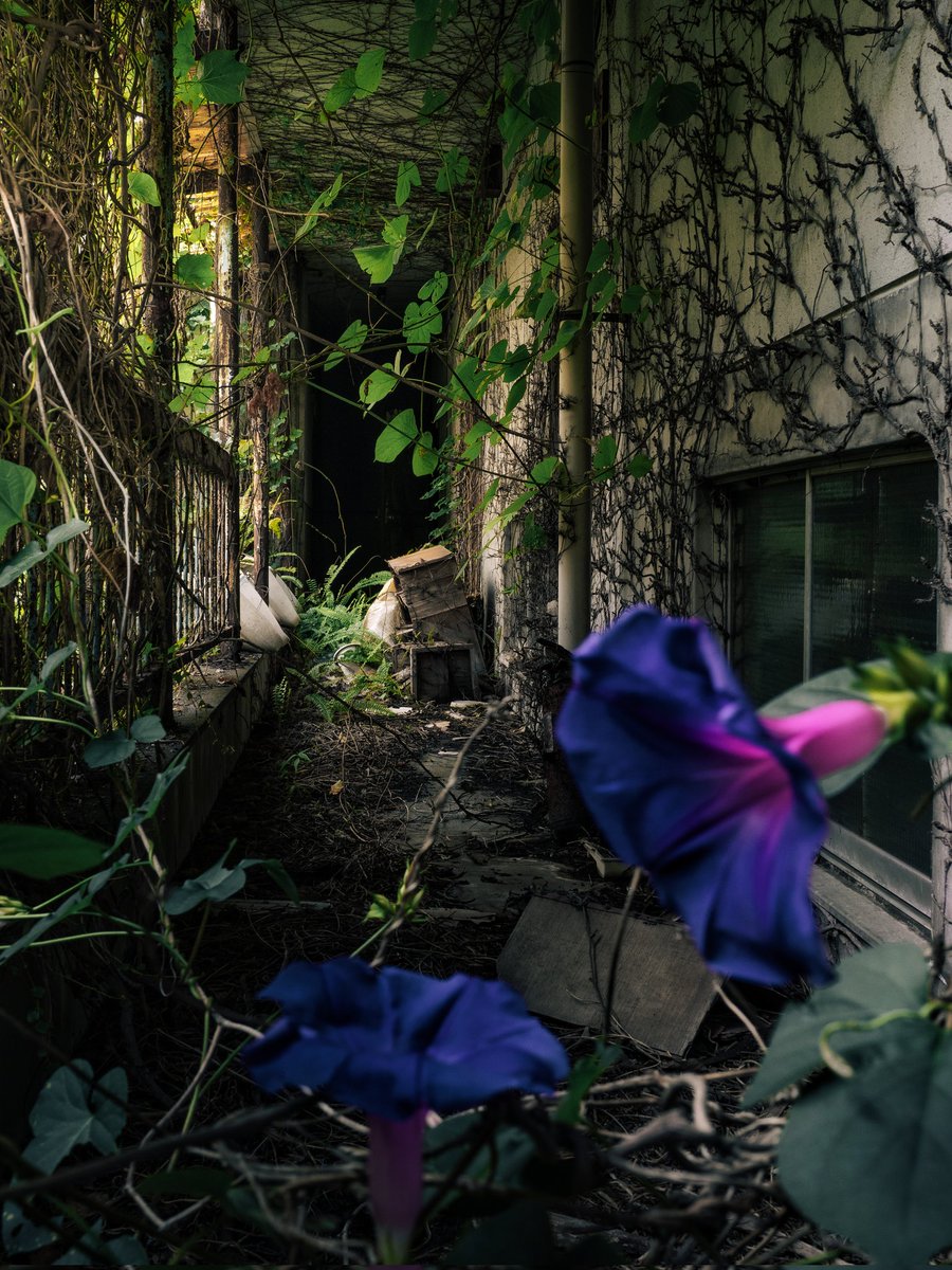 ao__lazuli's tweet image. 廃墟に咲く夏の花。