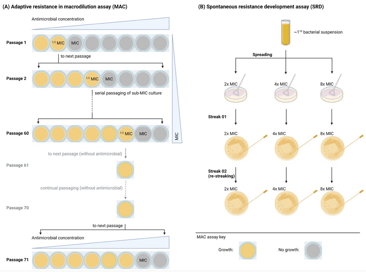 antibioticsmdpi's tweet image. #EditorsChoice
📑Lack of Spontaneous and Adaptive Resistance Development in Staphylococcus aureus Against the Antimicrobial Peptide LTX-109
📝by Bhupender Singh et al. from @UiTNorgesarktis
🔗 You can read it at: mdpi.com/2079-6382/14/5…