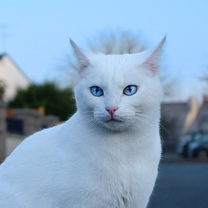 MassBee_BTC's tweet image. My cat
My cat and Me