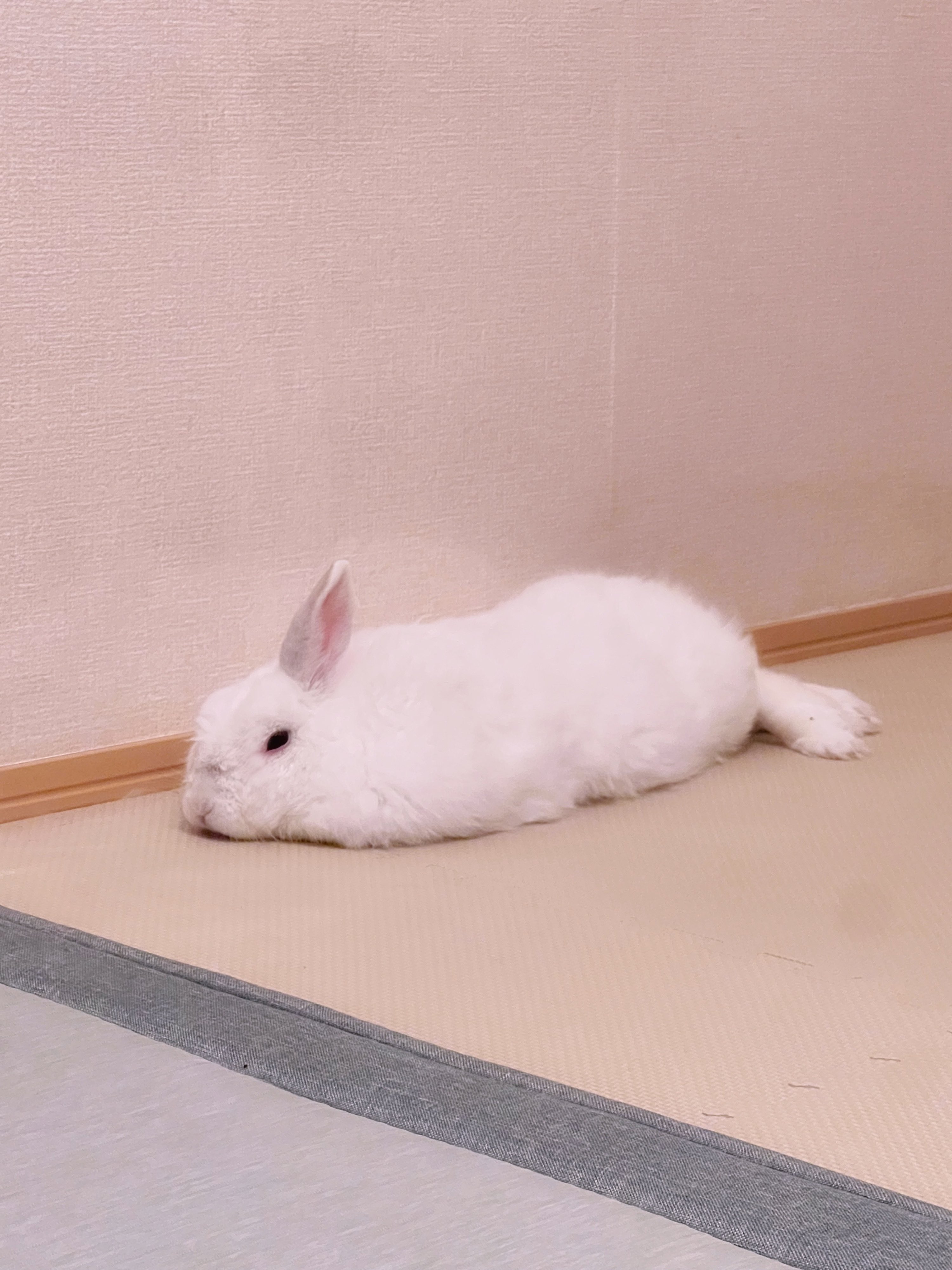 うさぎのしろ様 エントリーNo.46 うさぎのしろちゃんぴー on X