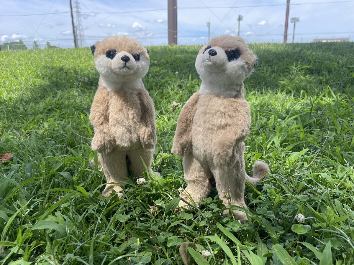 takeoff1987's tweet image. 動物園の人気者“ ミーアキャット ”✨
ピンと立つポーズが特徴的ですね😊

#ぬいぐるみのテイクオフ #おみやげ #水族館 #動物園 #ぬいぐるみ好きさんと繋がりたい #ぬいぐるみのある暮らし