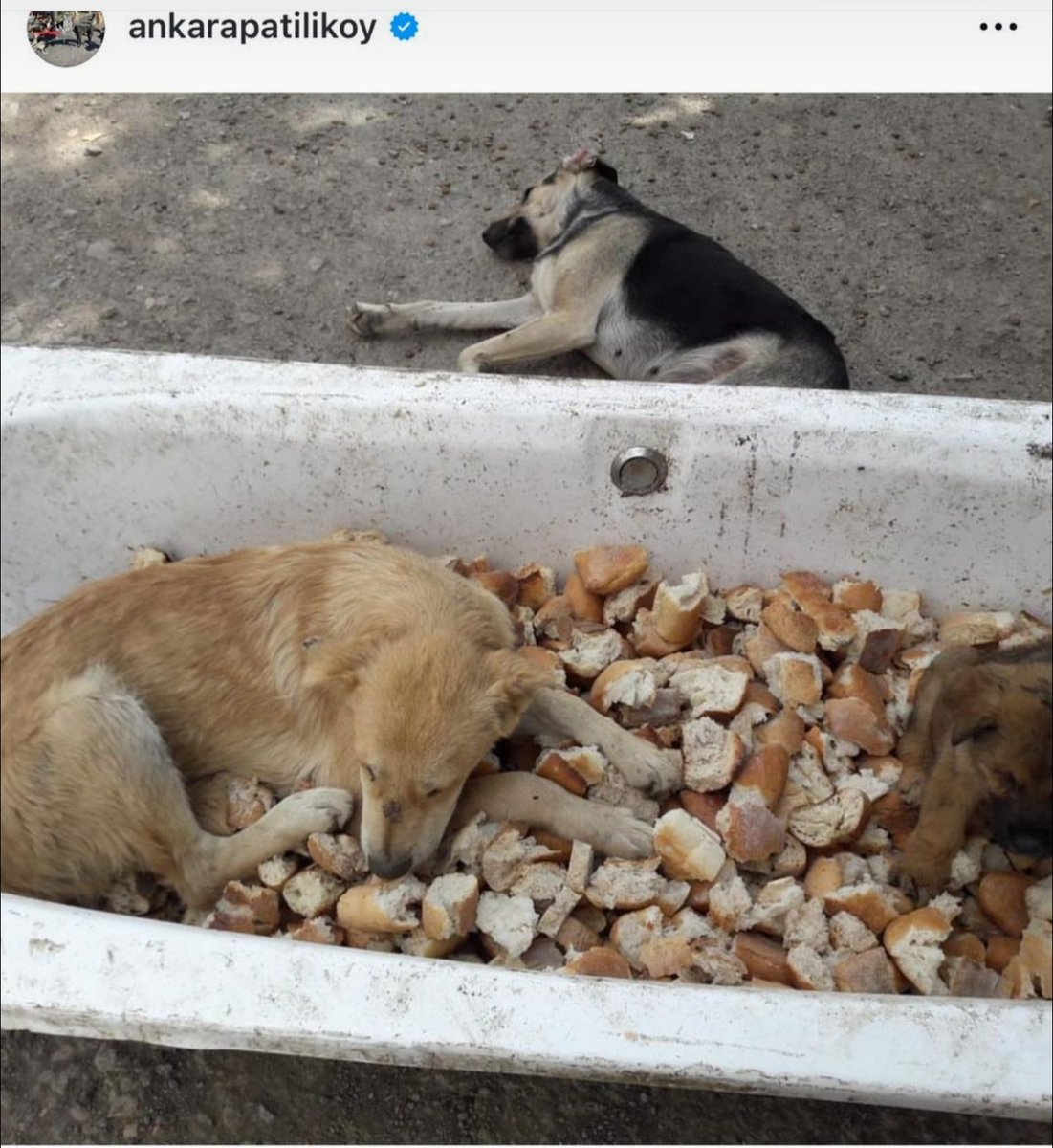 Senelerce sayfasına mama linki koyan  patiliköy bu linklerden, milyonlarca lirayı gelini ve özkardeşinin şirketlerine gitmesini sağladı,oysa  köpekler  bu şartlarda yaşadı.

Siz yinede Türkiyenin en iyi hayvan derneği diye dalkavukkuk yapmaya devam edin, yerinde yaşat diyordunuz,