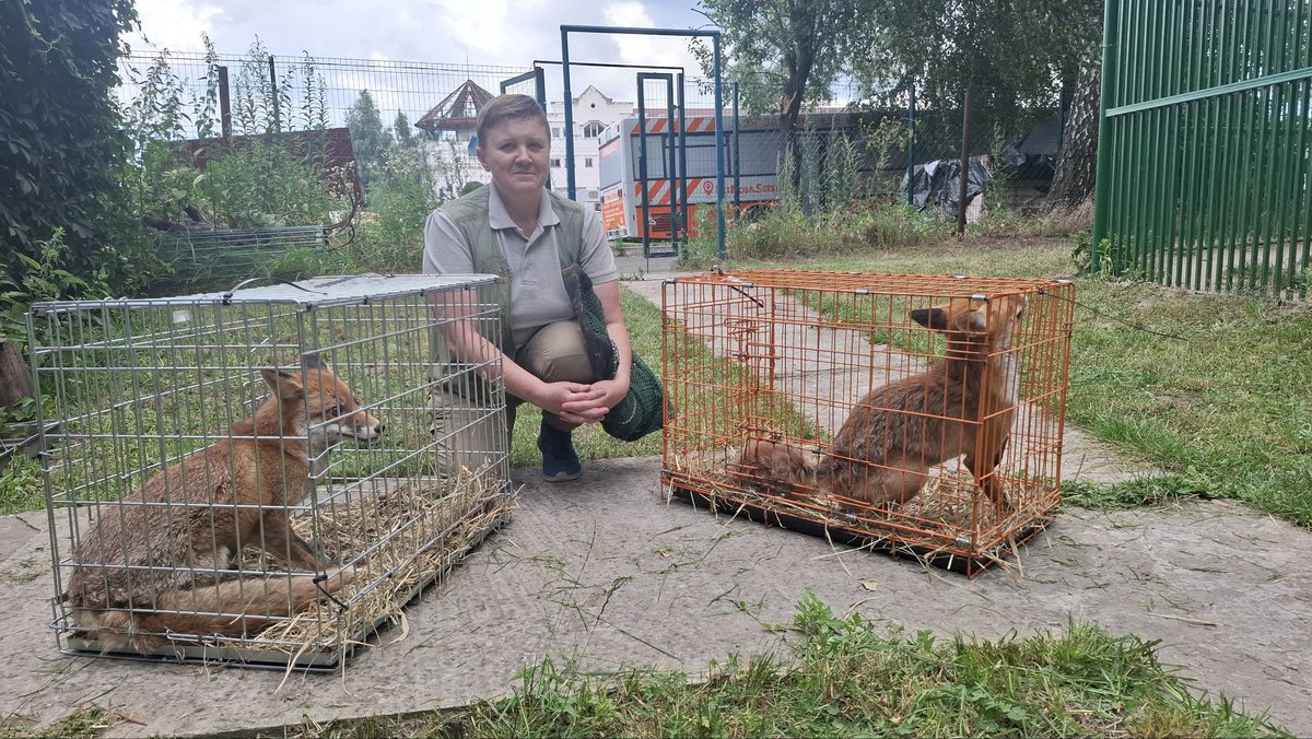 UAnimalsENG's tweet image. 📌 1,245 days of the full-scale invasion
Yesterday UAnimals:
🐾 🚙 Transported 14 animals that had been evacuated earlier to their families and shelters.
🦊🦊🐾 Transported two foxes and an arctic fox from the "Wildlife Rescue Center" in Kyiv region to the "Home for Rescued…
