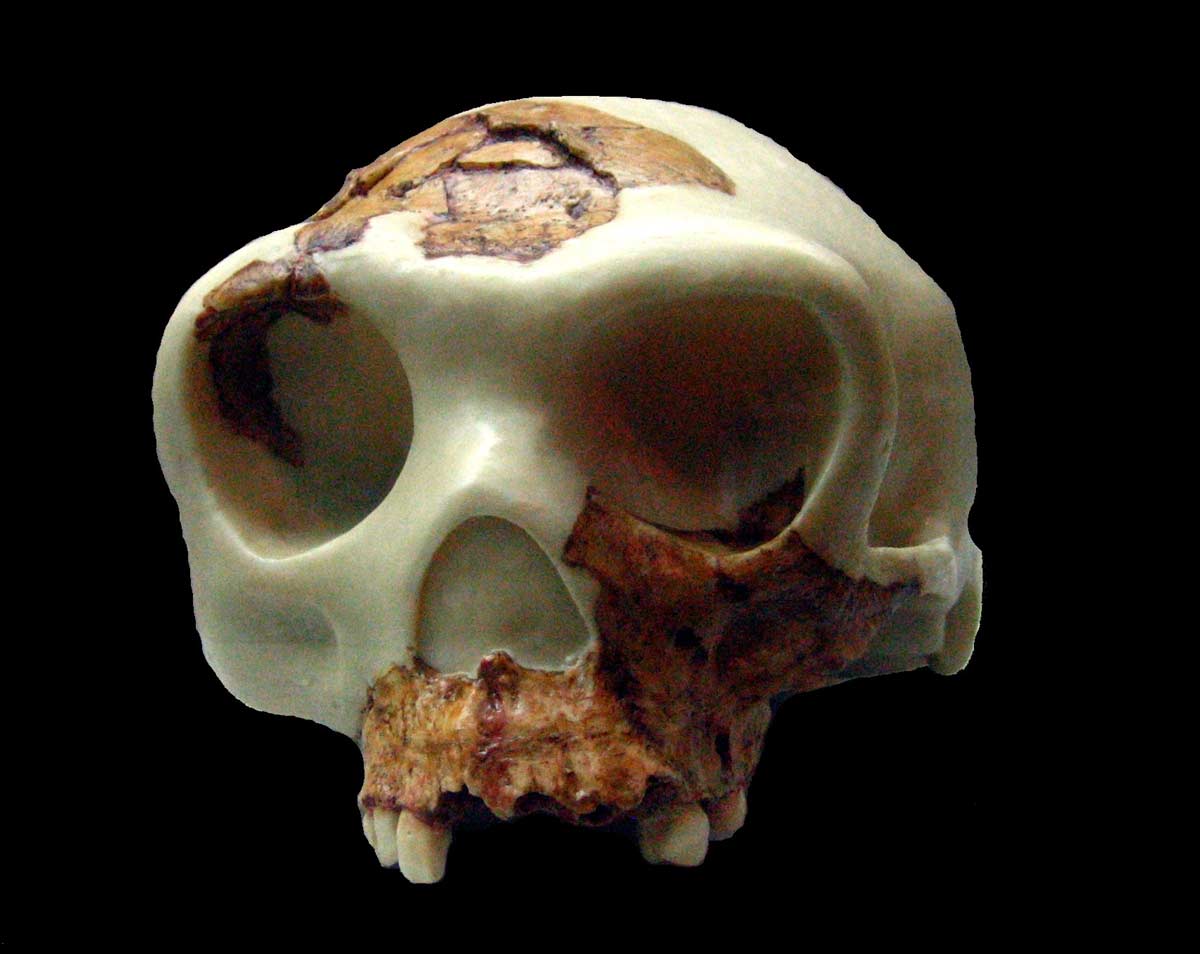 AventurHistoria's tweet image. 👣 Tras las huellas del Homo antecessor 💀
📚 Dos de los directores de las excavaciones de Atapuerca desvelan en esta obra cómo fue el hallazgo de los restos y el reconocimiento internacional de esta especie del lejano pasado de la humanidad
laaventuradelahistoria.es/las-huellas-de…