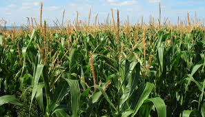 A holistic approach—integrating diversified crops, livestock feed production, and sustainable agricultural practices—strengthens smallholder farming systems. Each component reinforces the other, improving resilience, productivity, and incomes.
#FoodSecurity Everywhere, Everyday.