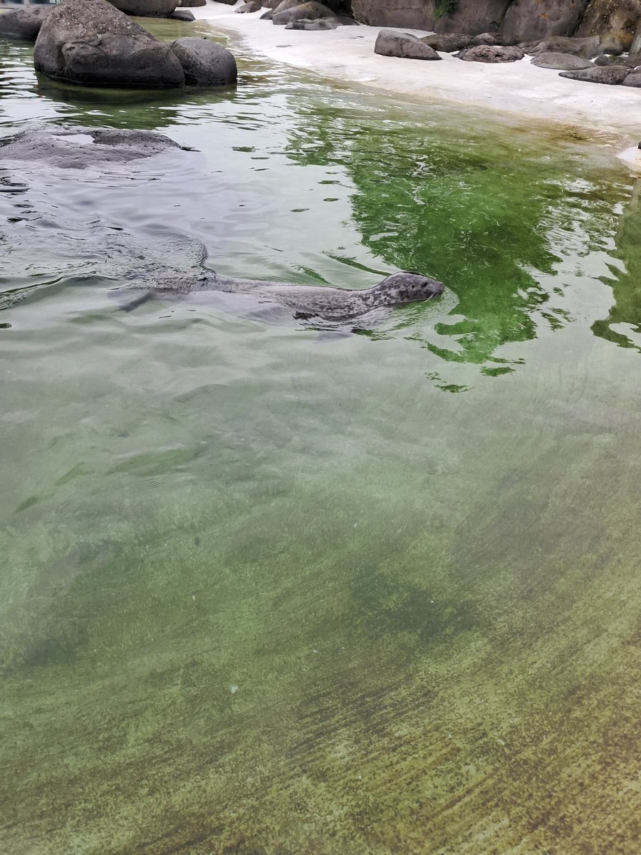 Bia_Karlsefni's tweet image. There's seals!!! This silly one is called Garðar and he loves swiming upside down :)