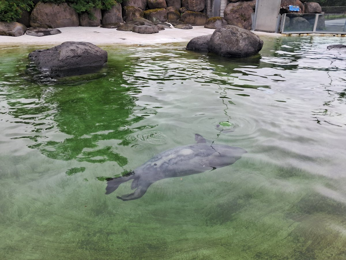 Bia_Karlsefni's tweet image. There's seals!!! This silly one is called Garðar and he loves swiming upside down :)