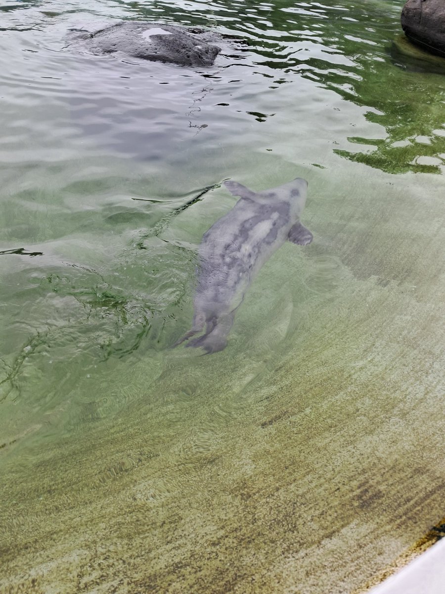 Bia_Karlsefni's tweet image. There's seals!!! This silly one is called Garðar and he loves swiming upside down :)