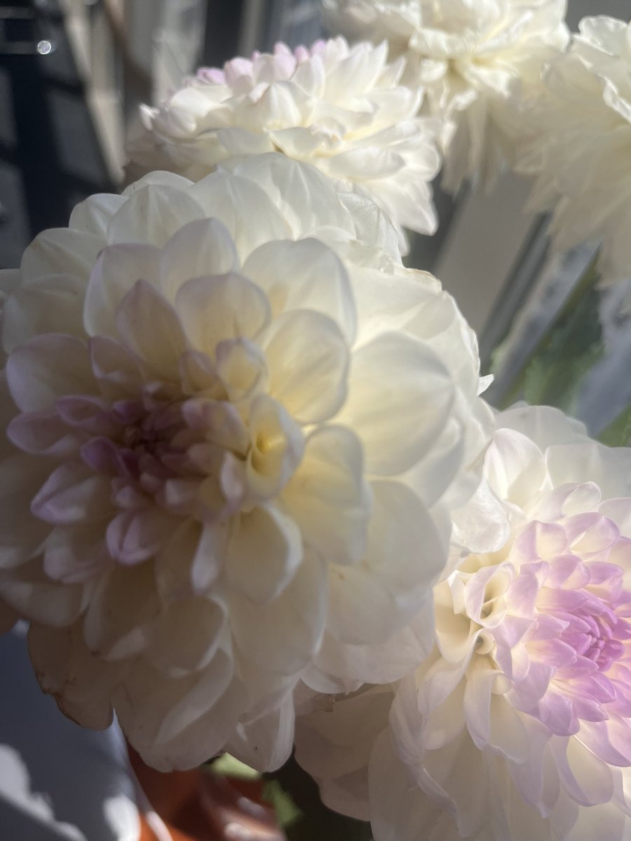 galagan_tamila's tweet image. У мене тут квіточки для Квіточки🥰
А у вас що там?
Є в сьогоденні щось хороше?