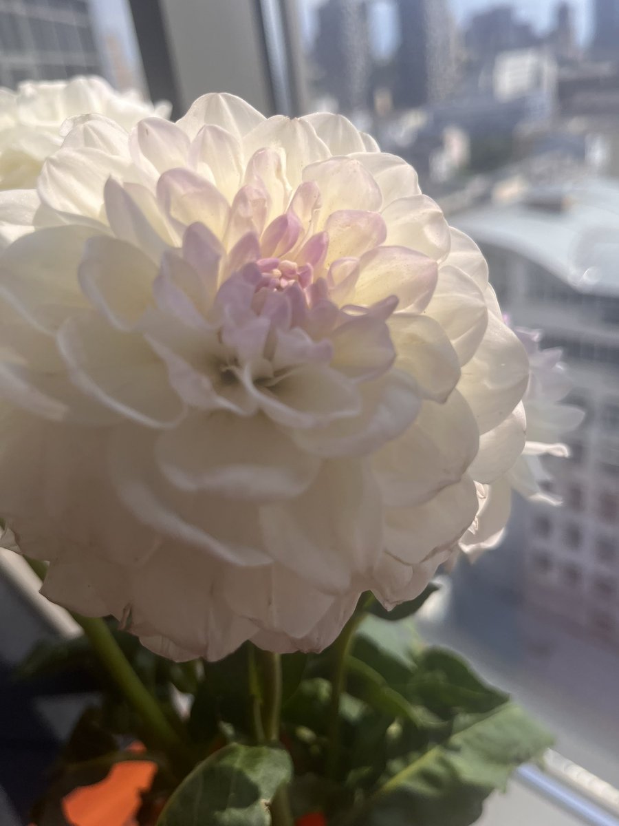 galagan_tamila's tweet image. У мене тут квіточки для Квіточки🥰
А у вас що там?
Є в сьогоденні щось хороше?