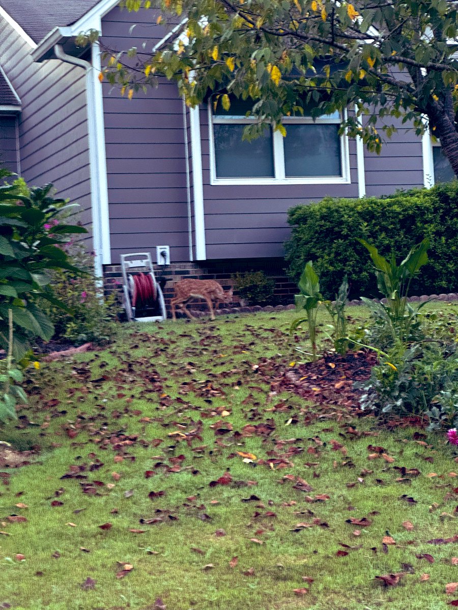 _donutninja's tweet image. 1/6-1/4mi from usual grazing area. Little baby froze when it saw our dogs. No sign of mama. Don’t normally see deer, or fawns, this far from their grazing area at the tree line. Super cute though!