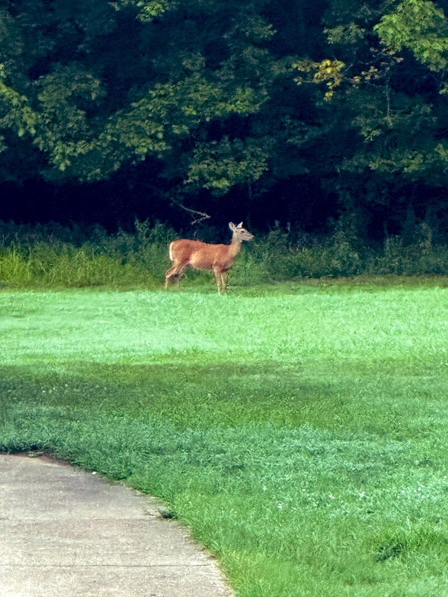 _donutninja's tweet image. 1/6-1/4mi from usual grazing area. Little baby froze when it saw our dogs. No sign of mama. Don’t normally see deer, or fawns, this far from their grazing area at the tree line. Super cute though!