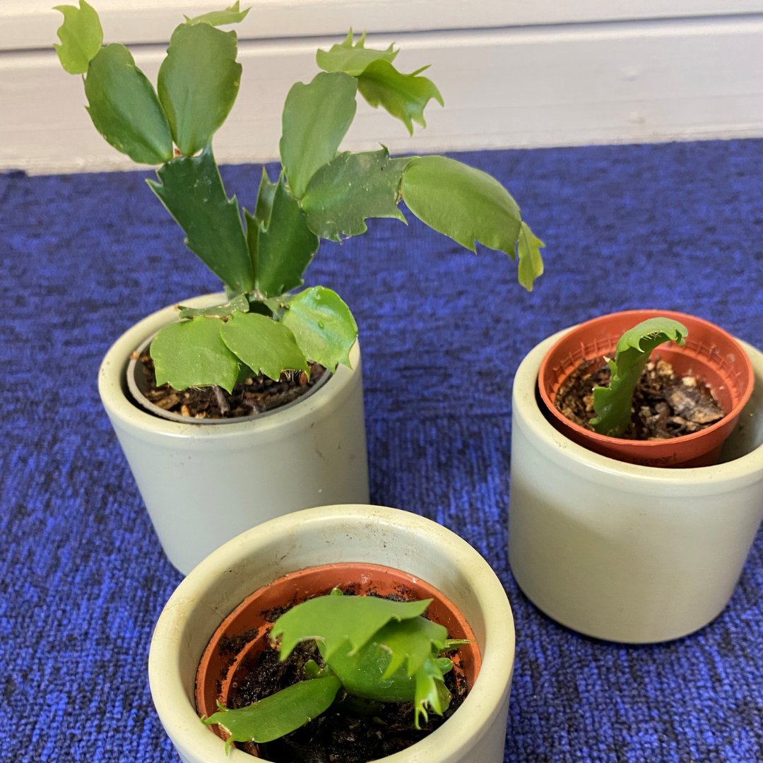 Members of our Warwick team, Kiran Satsavia, Tasi Chansuta &amp; Elaine Lettington have recieved these cute cactus plants from a very happy client they assisted 🌵

#ThankYou #AppreciationPost #LawFirm #Solicitors #Coventry #Warwickshire #Conveyancing #HereToHelp