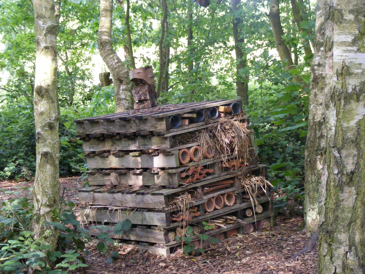 DevonWildlife's tweet image. Looking for the perfect summer holiday project? Why not build a bug hotel! 🐛 

41% of insect species face extinction - with the loss of habitats being a major reason - so you&apos;ll be making a real difference to local wildlife. 🐞 

buff.ly/zKkA3Fd 

📷: Anna Guthrie