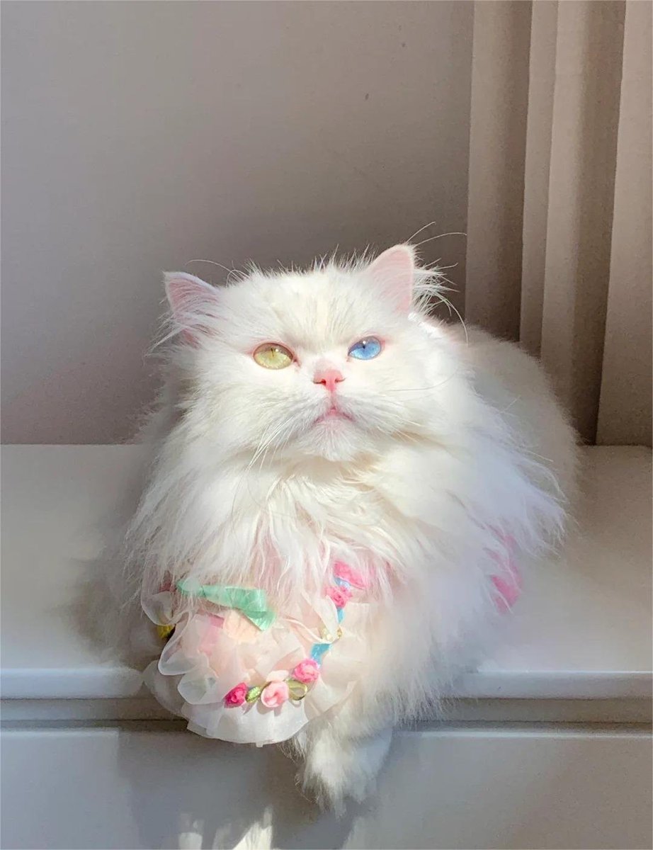 Ruby7593's tweet image. It looks sweet and soft, but in fact, the mouth and feet are also close together. 😻