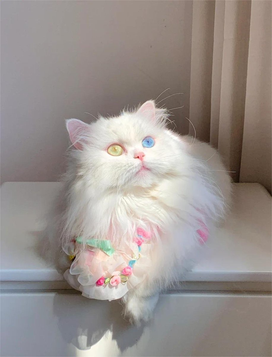 Ruby7593's tweet image. It looks sweet and soft, but in fact, the mouth and feet are also close together. 😻